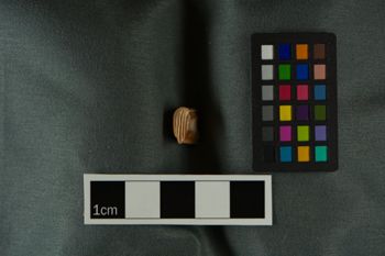 Media type: image;   Vertebrate Paleontology VPM-7675 Description: Photograph of a tooth in lateral view of MCZ VPM-7675, Plagiodontia araeum.;  Aspect: lateral